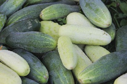 Pile Of Cucumbers Of Different Shades Of Green