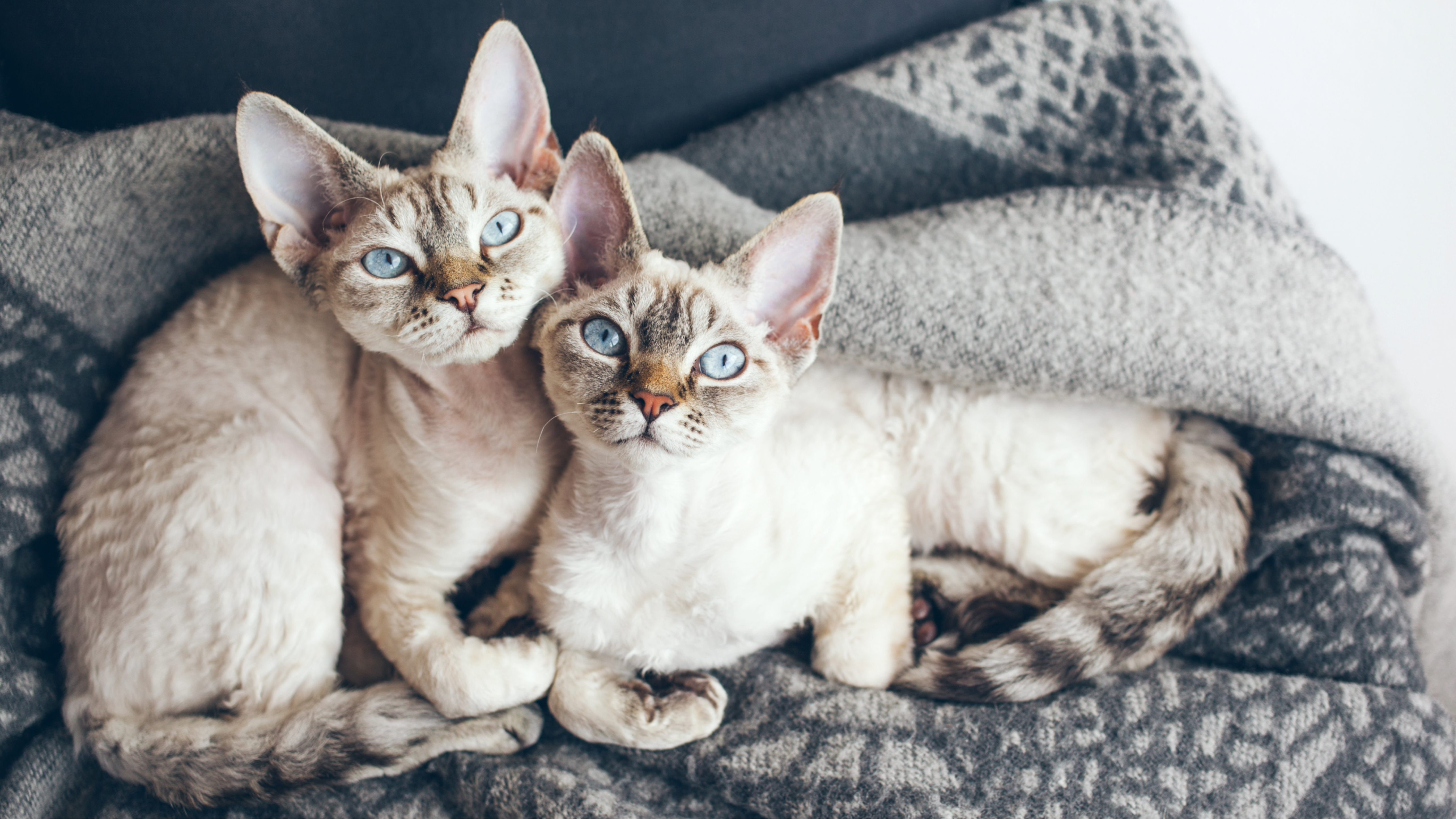 Two Devon Rex cats
