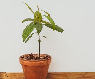 Avocado plant in terracotta pot