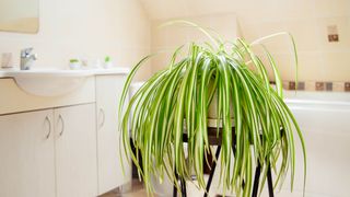 A spider plant in a bathroom