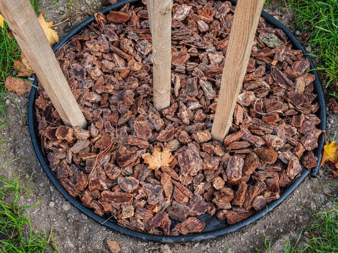 mulch surrounds the trunk of a young tree