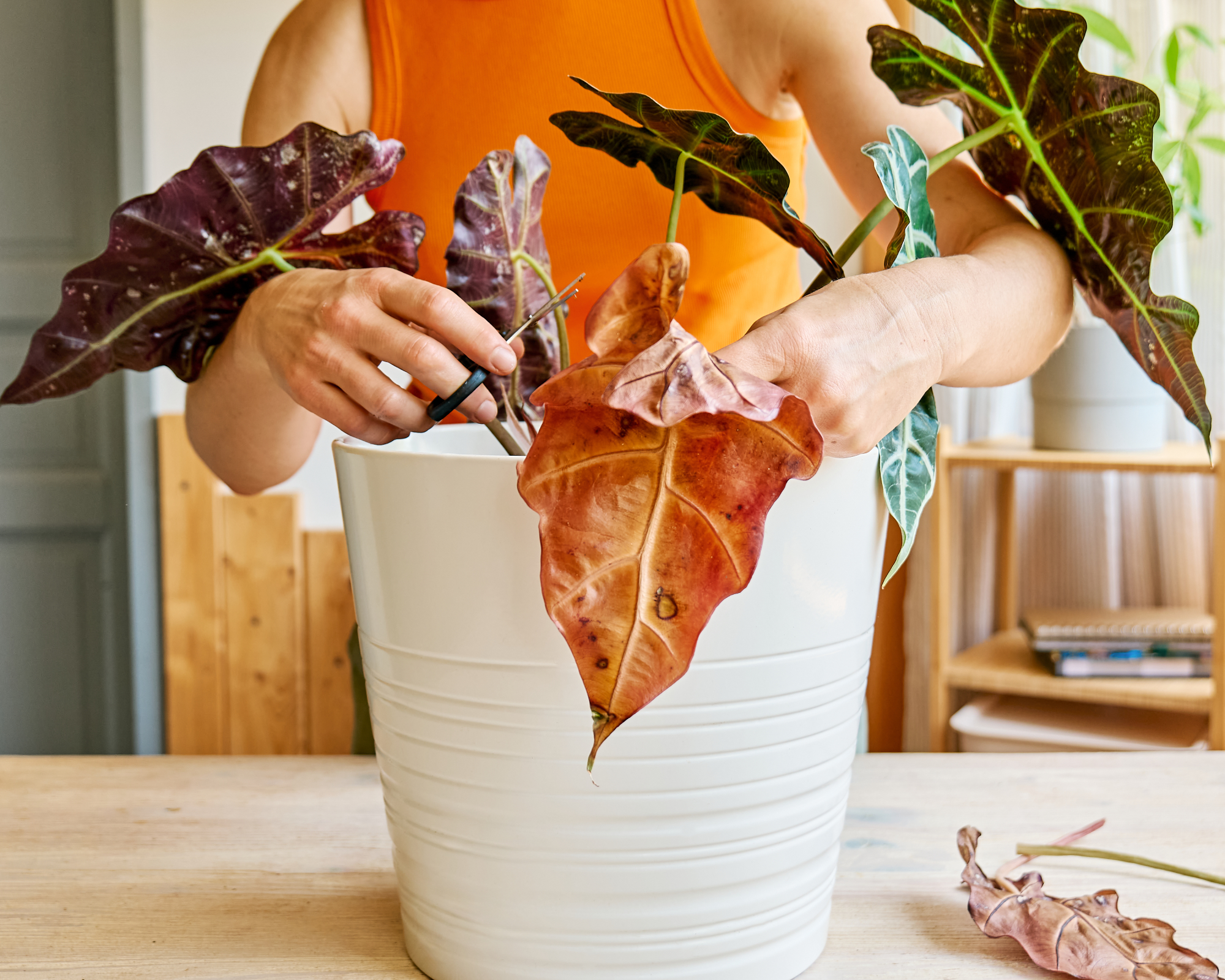 Woman pruning alocasia