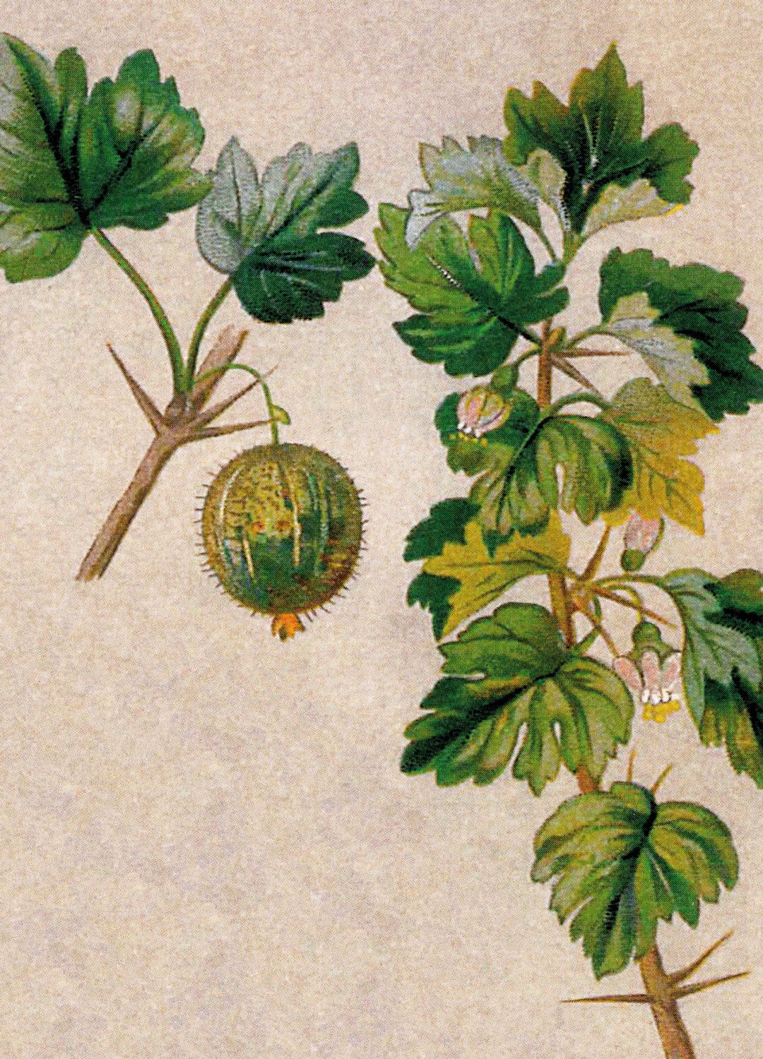 Gooseberry