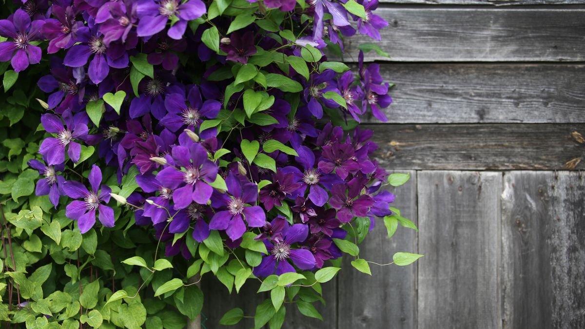 Purple clematis flowers growing on wood