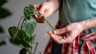 Man holding a rooted heart-leaf philodendron cutting.