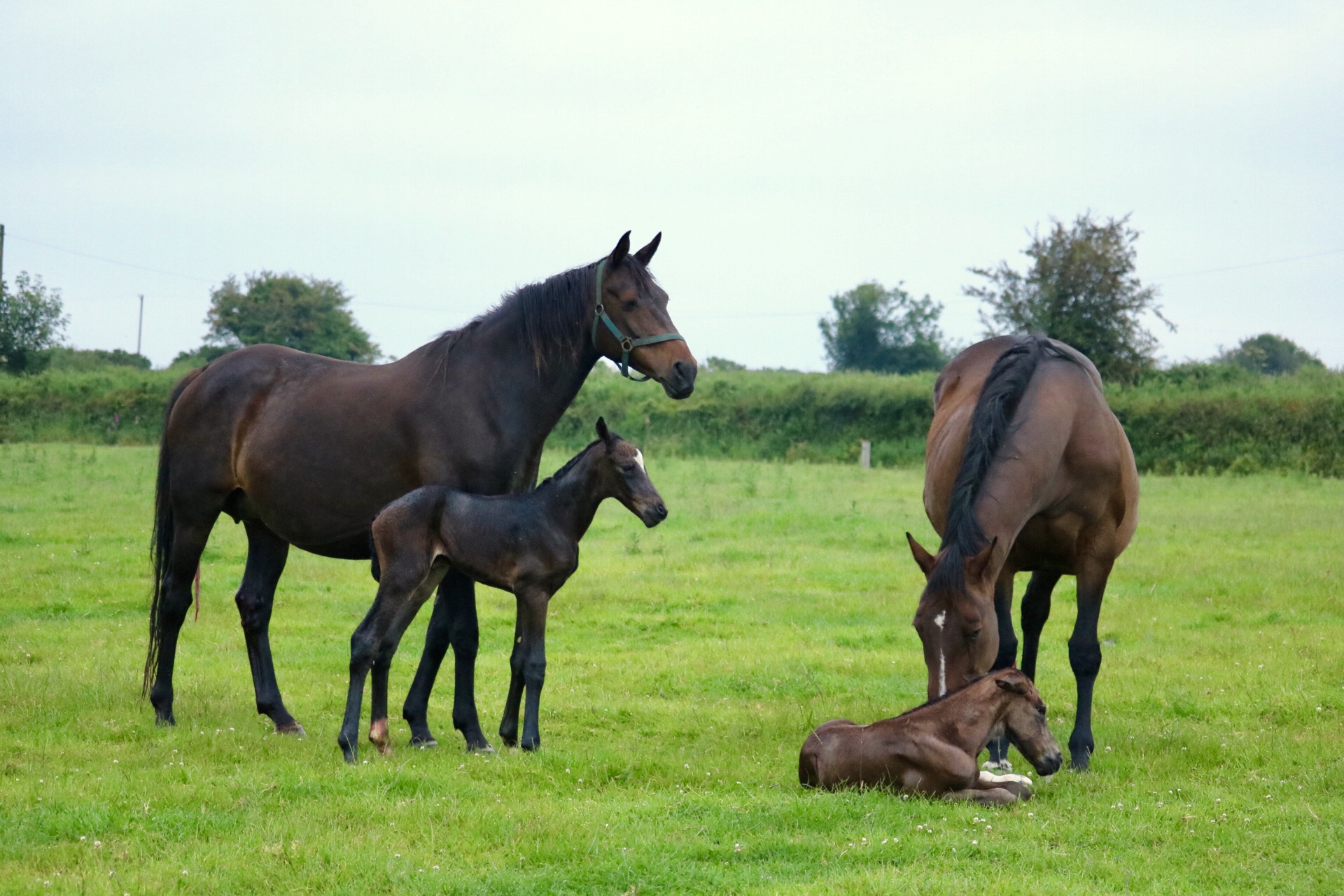 Monbeg-foals.jpg