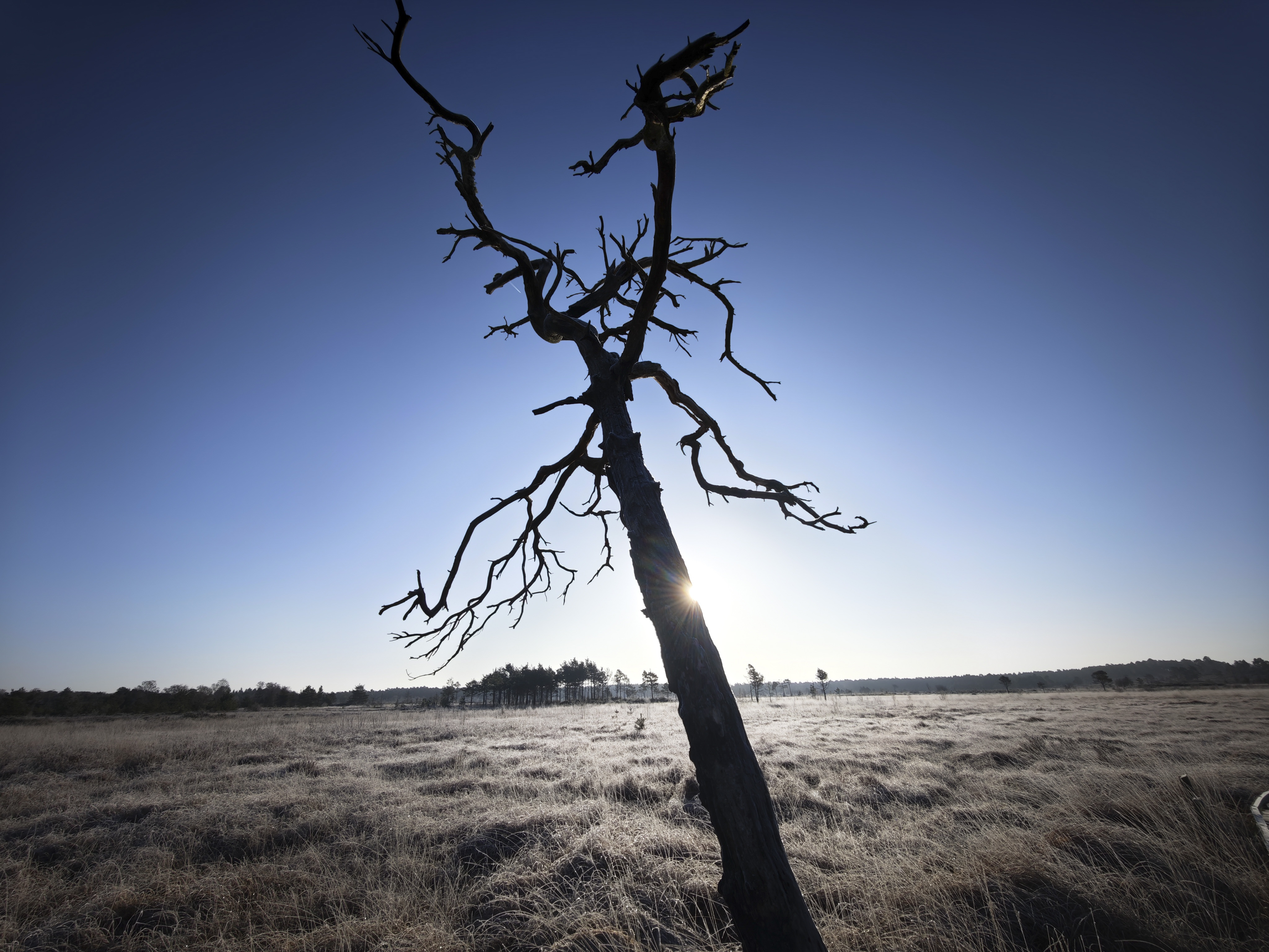 Xiaomi 15 Ultra sample photos; lone dead tree in. acommon, with sun behind it