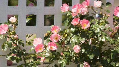 roses growing on trellis