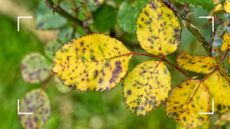 picture of rose bush with yellow leaves and black spot
