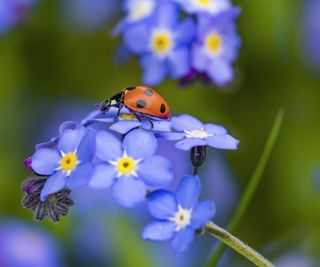 Forget-me-not flower with ladybug
