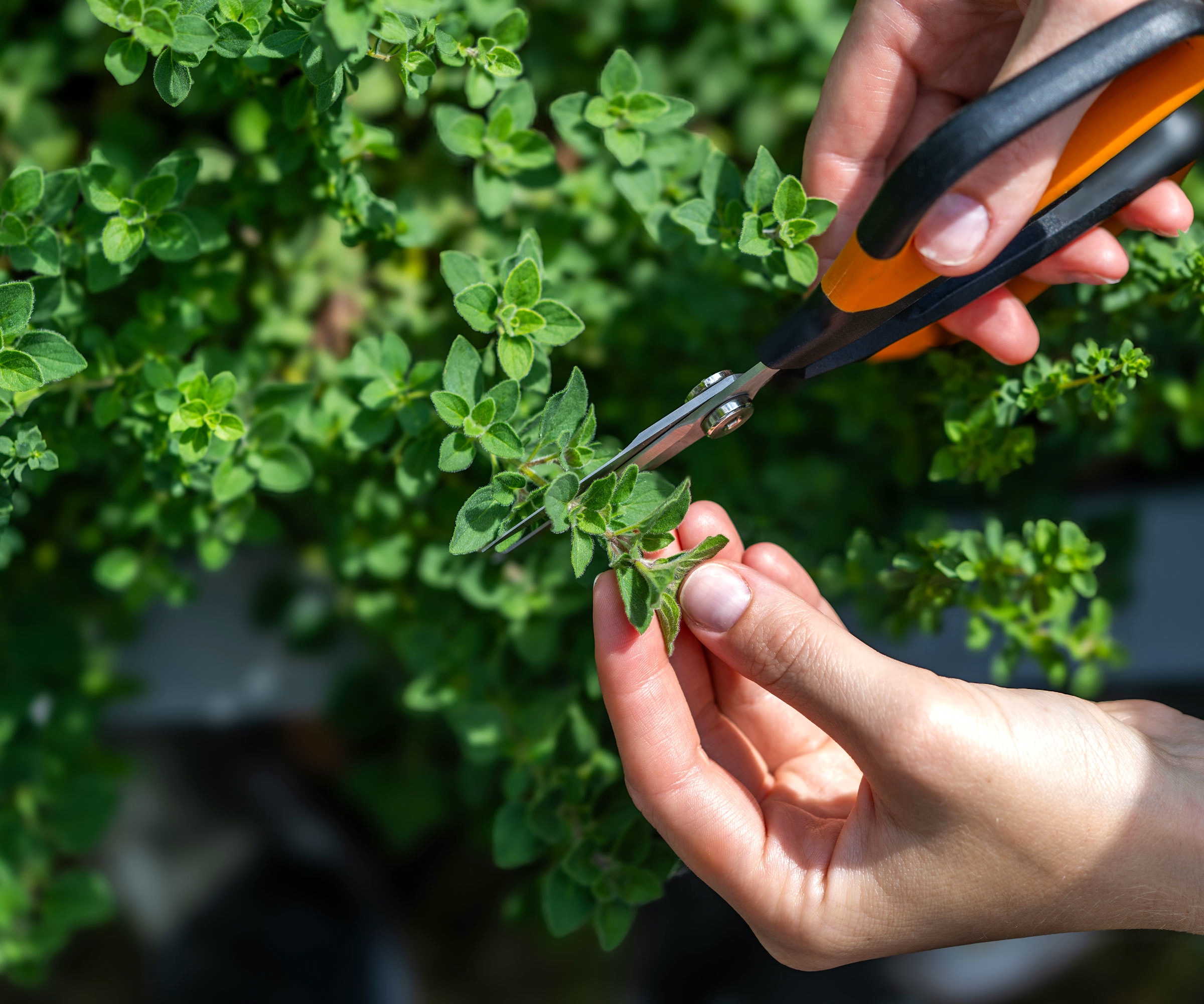 cutting oregano plant with herb scissors