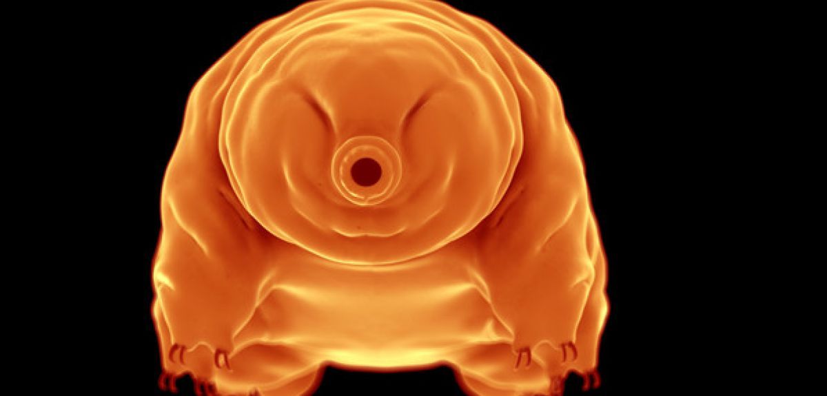 An extreme close-up of a tiny tardigrade, also known as a &quot;water bear.&quot; A new study suggests the tiny eight-legged creatures could be the last survivors of Earth, outliving humanity.