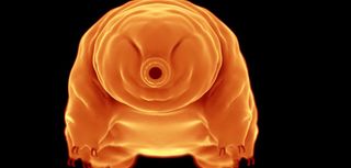 An extreme close-up of a tiny tardigrade, also known as a "water bear." A new study suggests the tiny eight-legged creatures could be the last survivors of Earth, outliving humanity.
