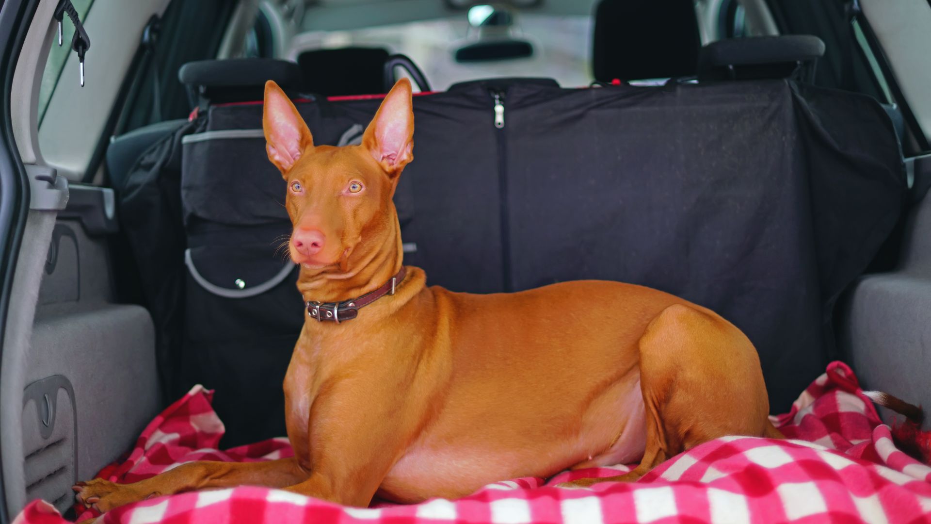 pharaoh hound