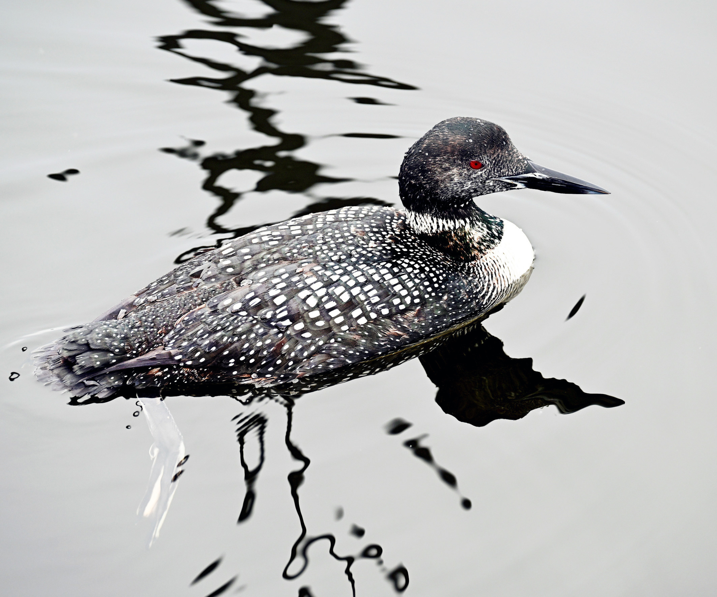 The state birds of the USA