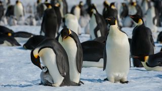 Antarctica, Weddell Sea, Snow Hill Island, Emperor Penguins Aptenodytes forsteri, Adult Penguins Trying To Kidnap Chick.