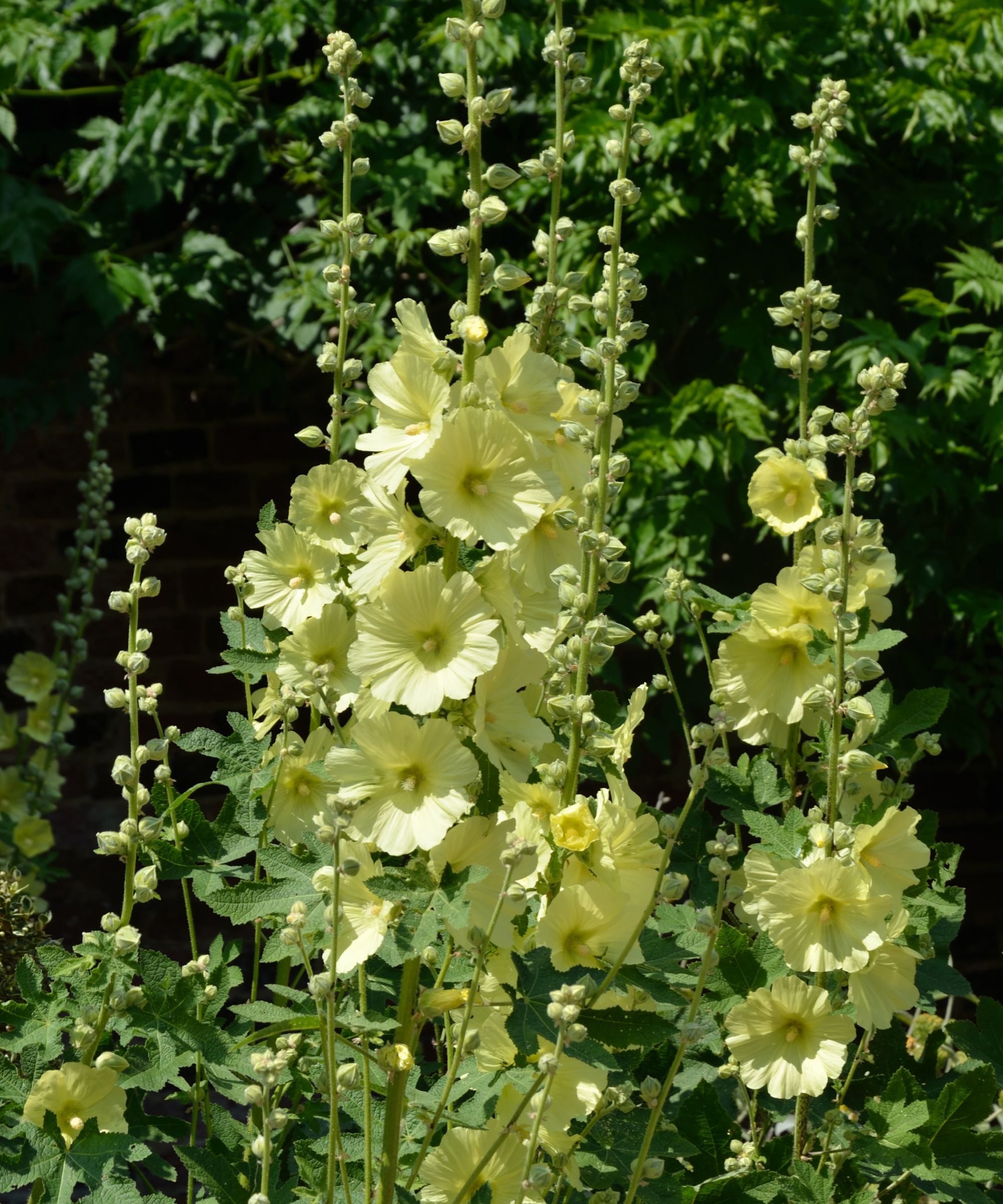 Yellow hollyhocks