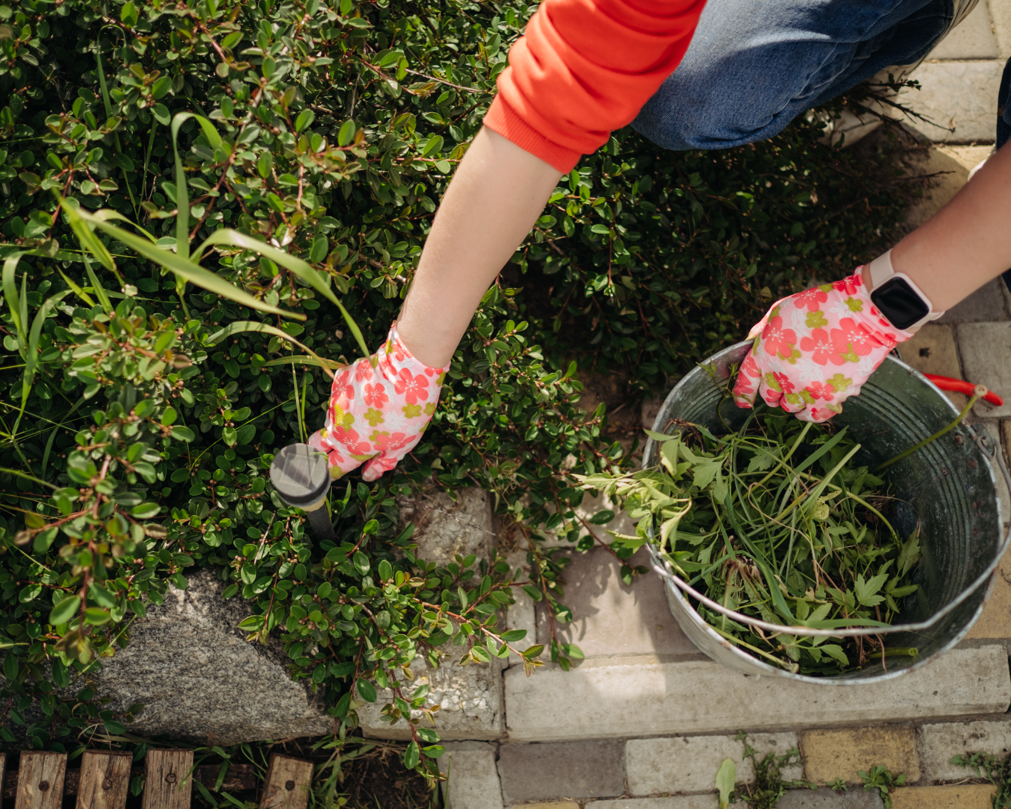 Woman pulling weeds in garden bed