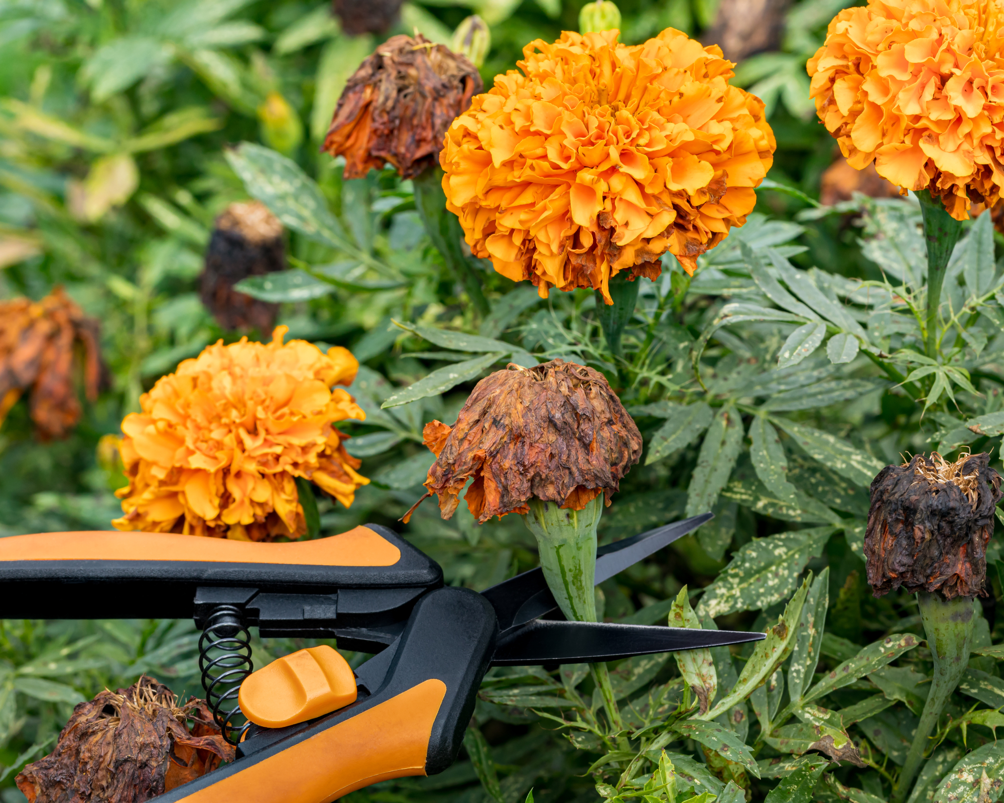 Flower deadheading, plant care and gardening concept.