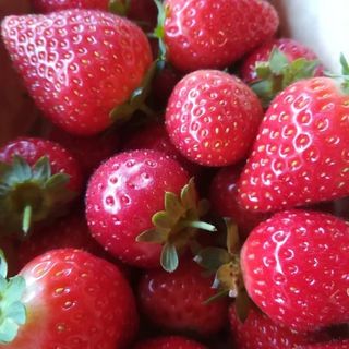 strawberry picking at Goachers Farm Shop