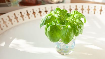 Propagating Basil: Basil cuttings in a glass of water for rooting