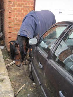 Horse tried to car with rope stuck