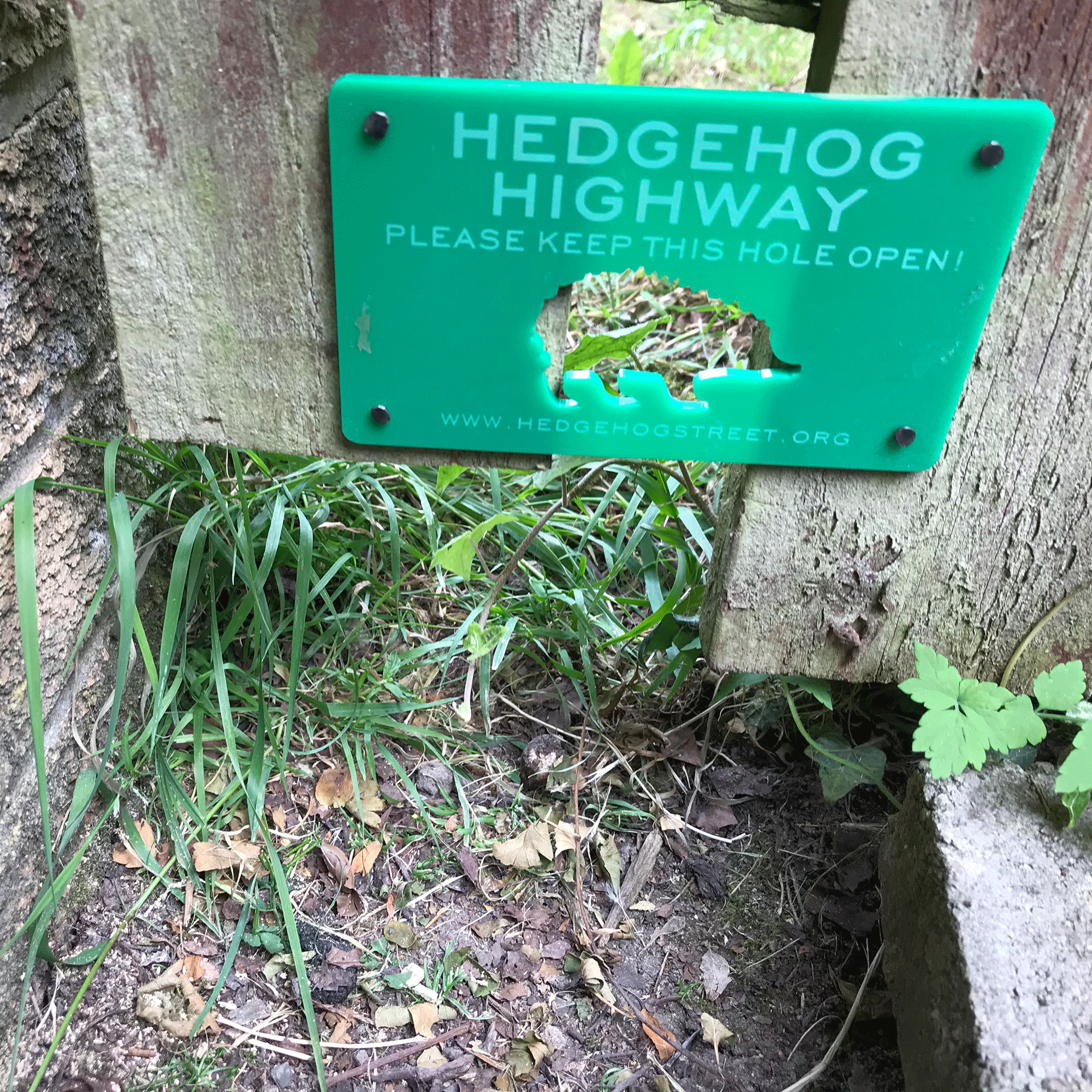 Green hedgehog sign on fence