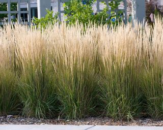 Calamagrostis x acutiflora ‘Karl Foerster’ growing in a garden border