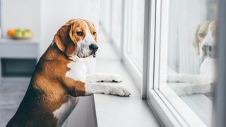 Dog standing on its back legs with paws on window ledge to look out of the widow
