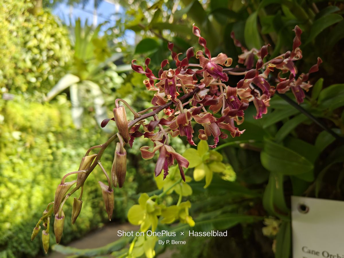 Flower photos taken by the OnePlus 11