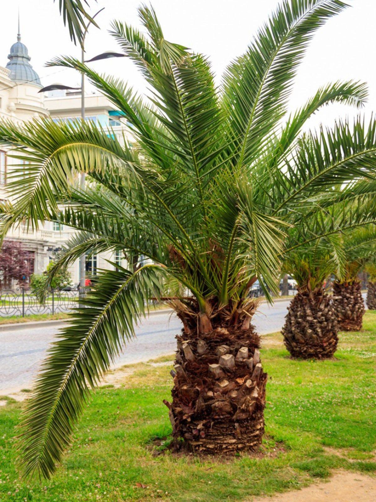 Small Palm Trees - Learn About Different Types Of Miniature Palm Trees