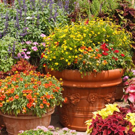 terracotta containers filled with flowering drought-tolerant plants