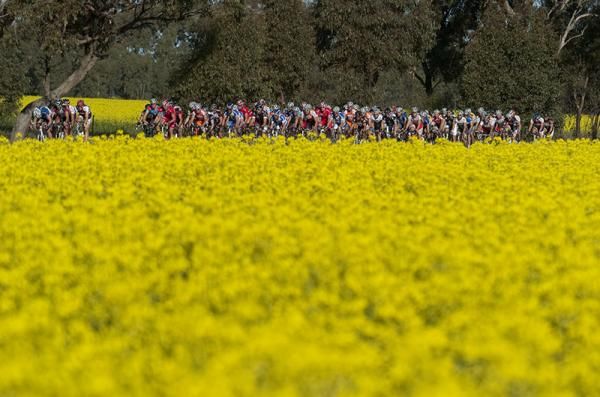 The peloton make their way towards Cobram on stage two of the 2011 Tour of the Murray River.