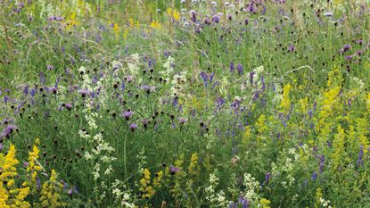 yellow themed mixed meadow scene with wildflowers