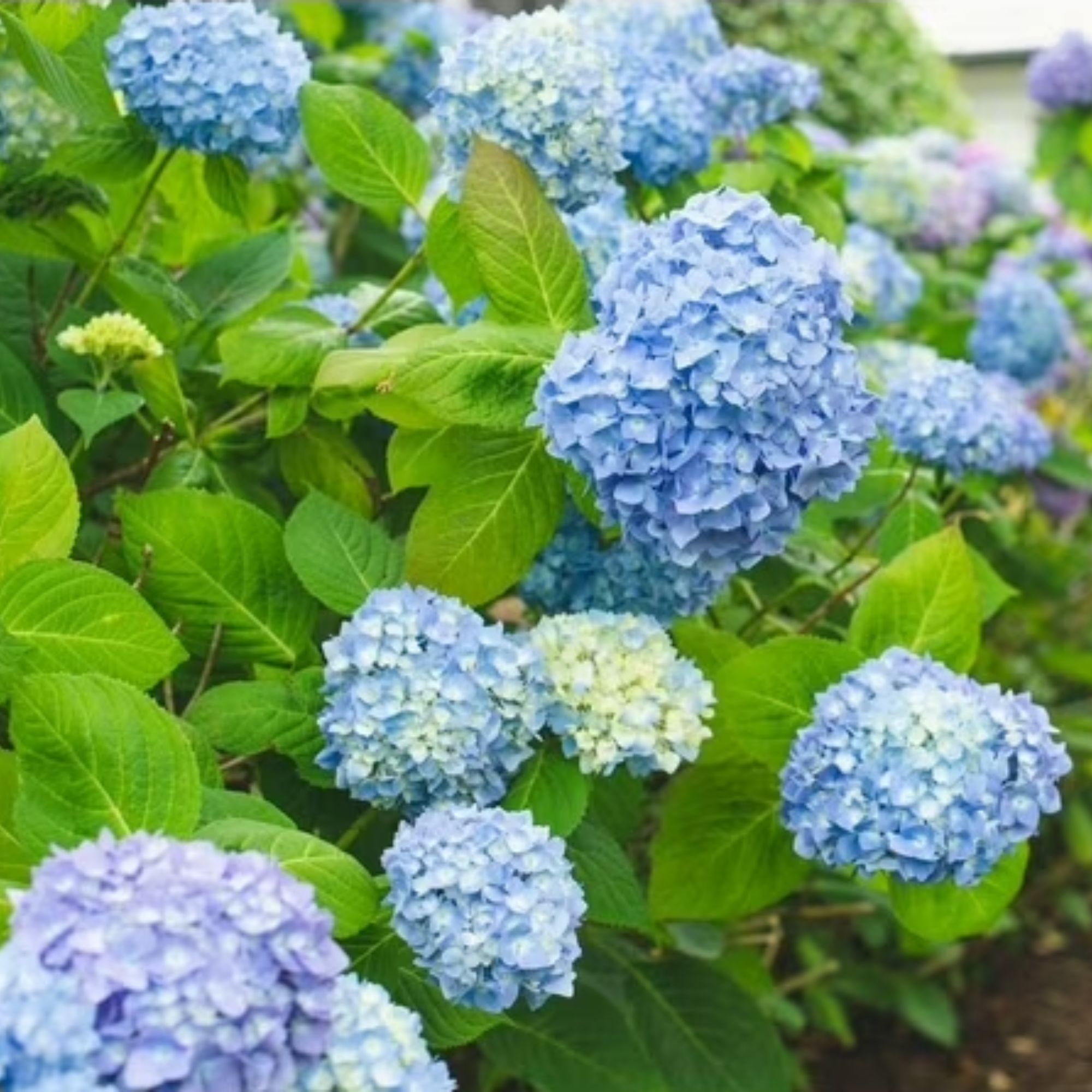 All Summer Beauty Hydrangea