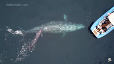 The newly born calf swims alongside its mother. The pair were seemingly unaffected by the onlooking boats.