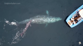 The newborn gray whale calf swims alongside its mother. The pair were seemingly unaffected by the onlooking boats.