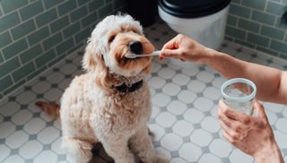 A cream coloured poodle mix sat on the floor in a bathroom having his teeth brushed