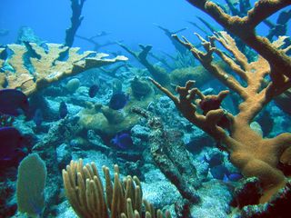 ocean-coral-reef