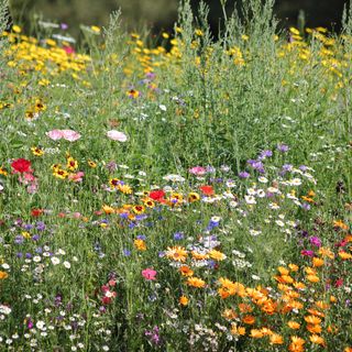 Wildflower meadow including poppies, and daisies