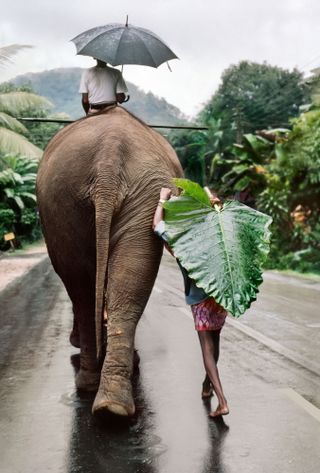 An elephant being ridden by someone holding an umbrella through the street, with someone following using a leaf as an umbrella