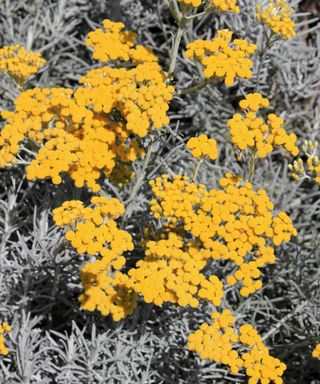 Curry Plant Helichrysum italicum