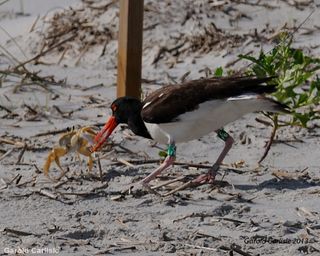 chicks make appealing meals for predators, such as gulls and crabs
