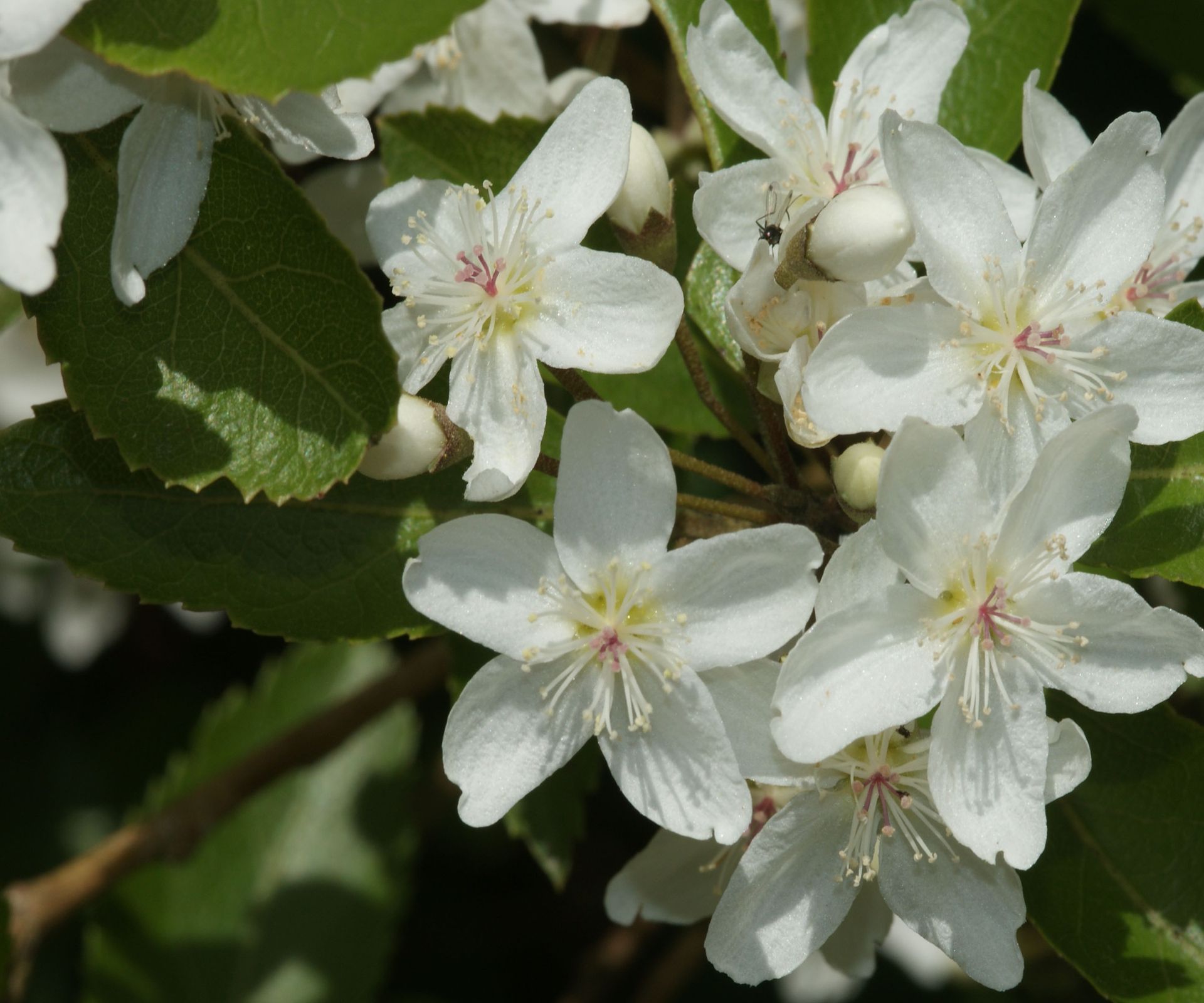 Hoheria sexstylosa stardust, Ribbonwood