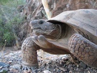 This is a specimen of the new species, Morafka's Desert Tortoise (Gopherus morafkai), from Tiburon Island, Sonora, Mexico.