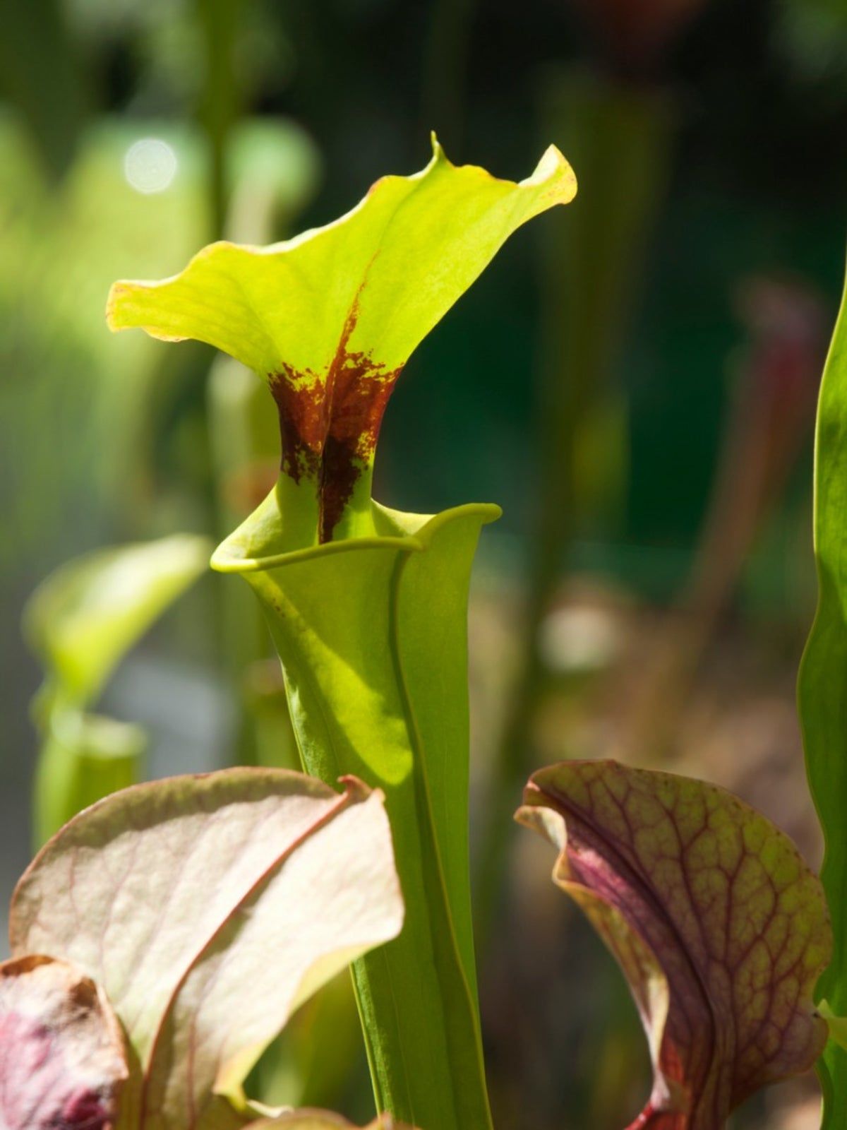 Pitcher Plant