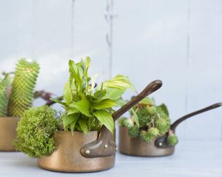 A set of metal saucepans filled with an assortment of succulent plants including cacti