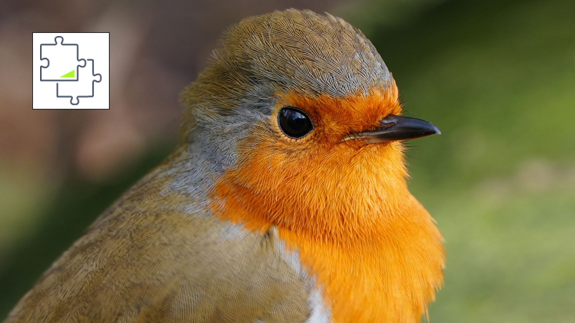 عکس نزدیک از برفک پرک