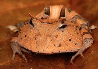 Suriname Horned Frog