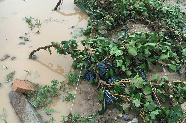 Flooded vineyards in Helan Mountain East, Ningxia, China